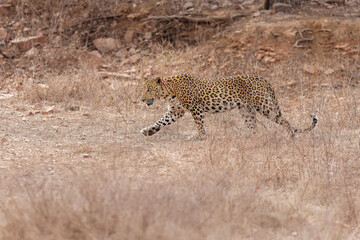 Leopard im Ranthambhore Nationalpark, Indien