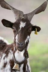 close up portrait of a goat with spiral horns and a bell 