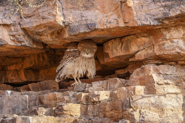 Riesen-Fischuhu in einer Felswand im Ranthambhore Nationalpark, Indien