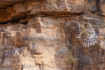 fliegender Riesen-Fischuhu im Ranthambhore Nationalpark, Indien
