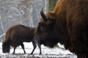 Zimowy portret żubra w starym lesie