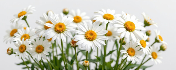 Fototapeta premium White chamomile flowers with yellow centers bloom vibrantly on green stems, creating fresh and cheerful natural scene