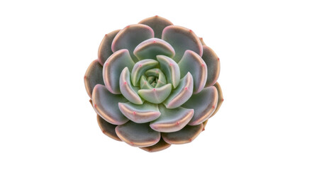 Fototapeta premium Echeveria succulent plant isolated PNG, rosette-shaped with fleshy leaves for botanical design and gardening projects