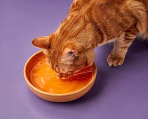 A ginger cat eats soup