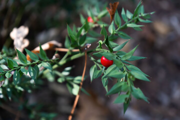 Branche de houx en macro avec baie rouge au Courant d&rsquo;Huchet
