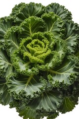 Ornamental kale with ruffled green leaves in a tight spiral pattern