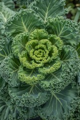 Green curly kale plant top view in garden