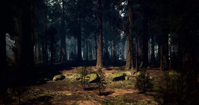 A serene forest environment features tall trees with thick trunks, scattered boulders, and patches of soft moss. Sunlight filters through the canopy, creating a tranquil atmosphere.