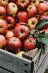 Fresh red apples with green leaves in a rustic wooden crate