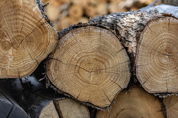 Naklejka premium Cut tree logs with wood texture.