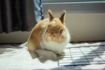 A cute fluffy brown and white dwarf rabbit resting on a soft towel by the window. A gentle and playful pet.