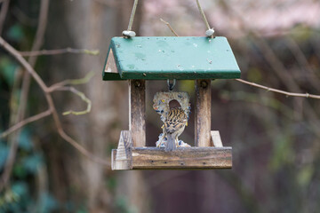 Vogelfütterung eines Spatzen