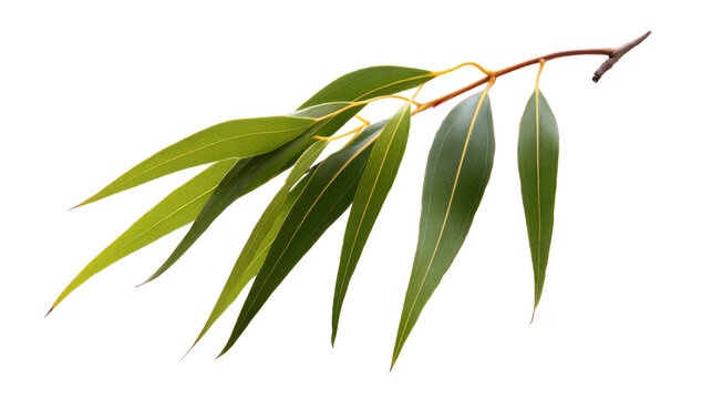 Eucalyptus leaf branch with long, slender green leaves isolated on transparency background, showcasing natural botanical detail and fresh, vibrant foliage