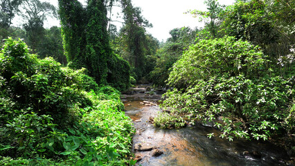 A dense forest with a wild stream | A landscape in Kerala, India