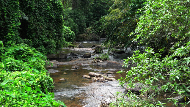 A dense forest with a wild stream | A landscape in Kerala, India