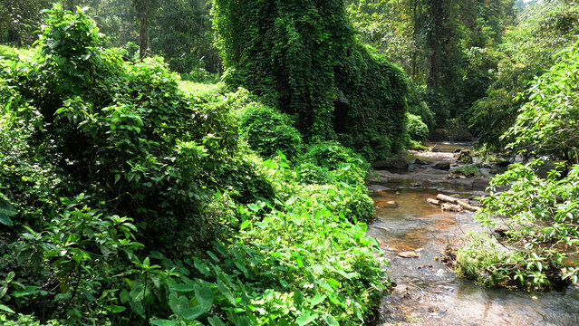 A dense forest with a wild stream | A landscape in Kerala, India - Powered by Adobe
