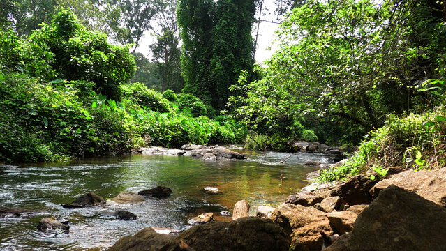 A dense forest with a wild stream | A landscape in Kerala, India