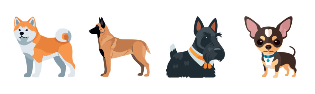 Illustration of four dog breeds: akita, belgian malinois, scottish terrier, chihuahua