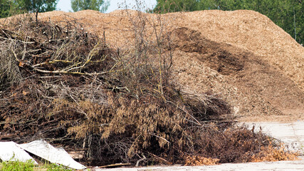 a pile of cut branches, with wood chips and green trees in the background