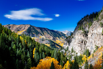 Pine forest and golden aspen at fall in Colorado