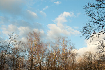trees in autumn without leaves against the background of blue sky and clouds