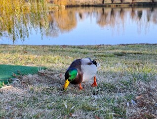 Lone Male Mallard Duck Grazing by Quiet Lakeside