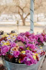 Colorful Chrysanthemums in Metal Buckets