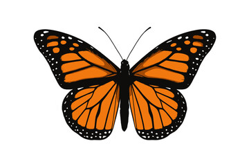 Beautiful Monarch butterfly with open wings isolated on a white background