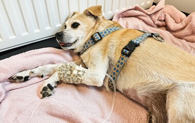 Kranker Hund an der Infusion 