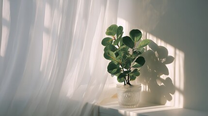 Bright sunlight streams through sheer curtains casting shadows behind a potted houseplant indoors