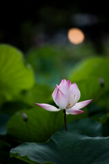 Pink Lotus Flower in Soft Green Bokeh