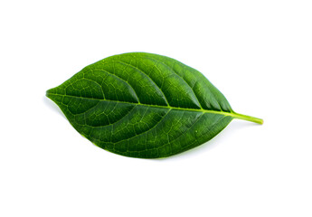 Obraz premium Realistic Green Leaf PNG High-Resolution Botanical Leaf Isolated on Transparent Background