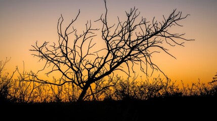 Bare skeletal branches of a dead tree silhouetted against a vibrant orange and yellow sunset sky