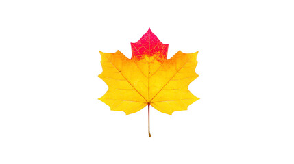 Fototapeta premium Yellow and red maple leaf isolated on transparency background autumn foliage with vibrant color gradient natural texture seasonal symbol botanical detail fall concept close up tranquil mood