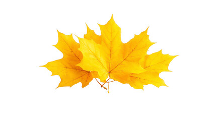 Fototapeta premium Yellow maple leaf autumn foliage isolated on transparent background vibrant color natural texture seasonal decoration botanical element fall nature realistic detail cheerful mood