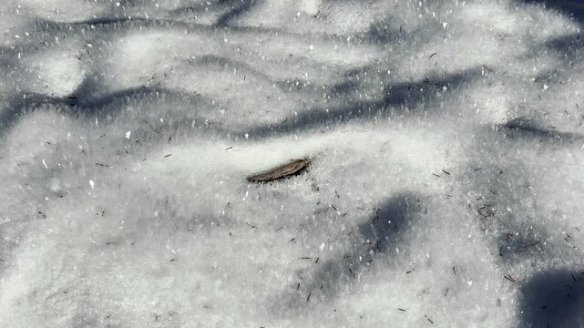 close-up of the first snow glistening in the sun