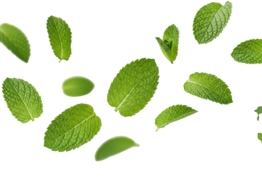 Fresh vibrant green mint leaves with intricate textures and natural veins dynamically falling on a bright transparent studio background with soft focus, macro perspective. Concept of natural purity