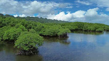 Mangrove sea landscape in tropical coastal region