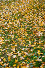Fall leaves cover the ground in a park, creating a beautiful autumn landscape in the afternoon light