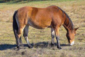 Brown horse grazing in a sunny meadow during a calm afternoon in early autumn