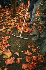 Man cleaning garden from fallen autumn leaves.