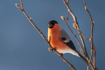 Eurasian Bullfinch (Pyrrhula pyrrhula)