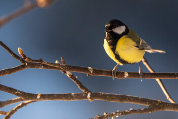 great tit on branch