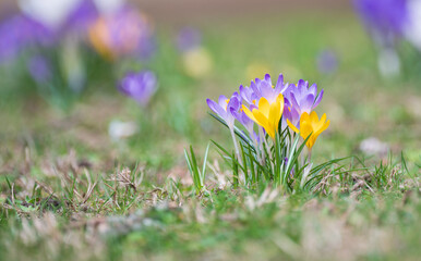 spring crocus flowers