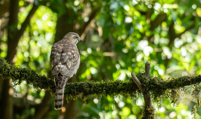 Obraz premium Shikra on the perch at TNN forest