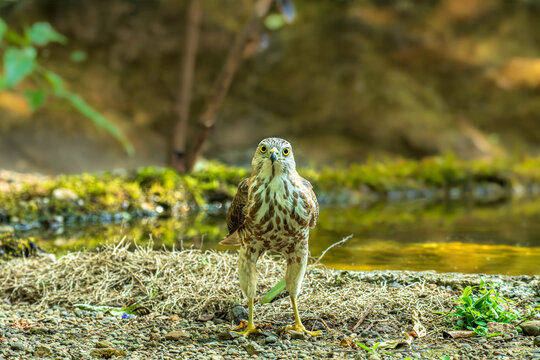 Shikra standing tall   in the TNN forest