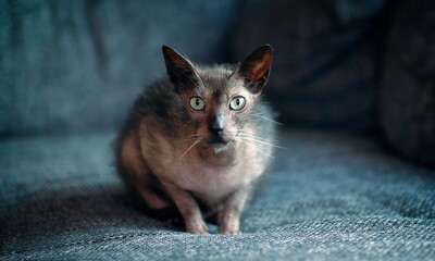 Cute Lykoi cat chilling on a gray sofa and looking curious at camera. Panoramic image with copy space.	