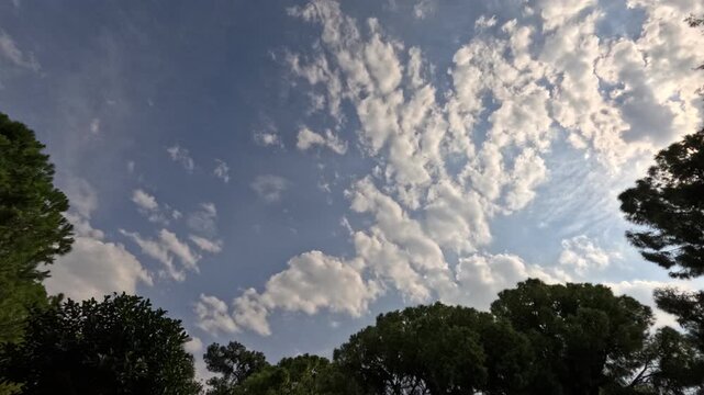 drifting clouds above forest trees