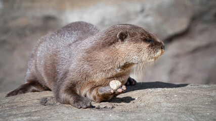 Small Otter Holding a Rock in its Paw