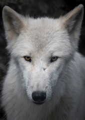 White Wolg Close up
